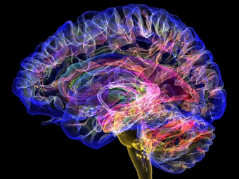 干妹屄网大脑植入物有助于严重头部损伤恢复